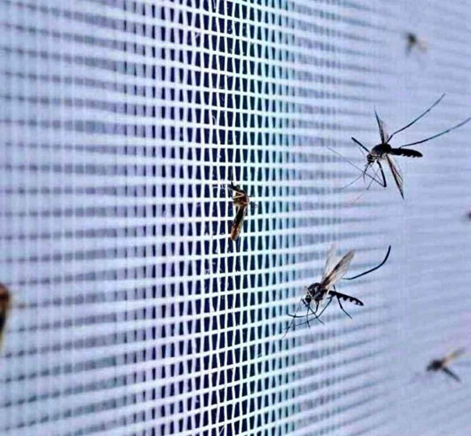 ⛺خيمة ضد الناموس والحشرات السامة أكبر مقياس لمغديش تلقاه فالسوق 🐝🐞🪰🪳🦟